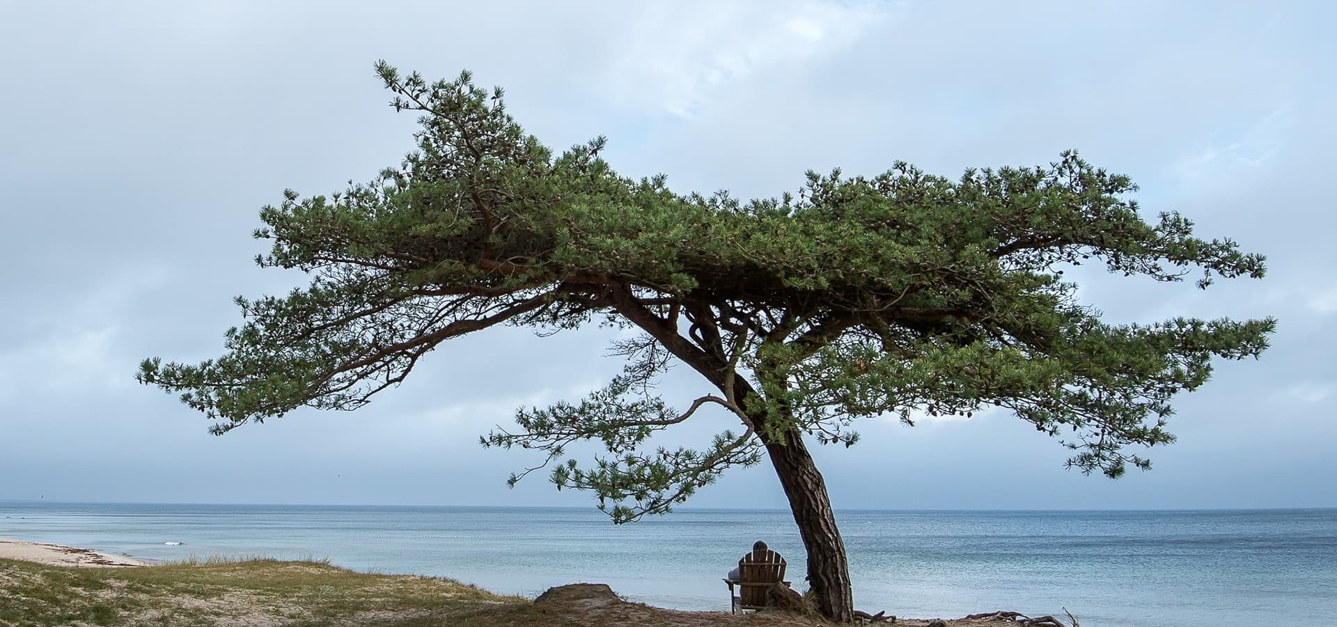 Trädet vid stranden
